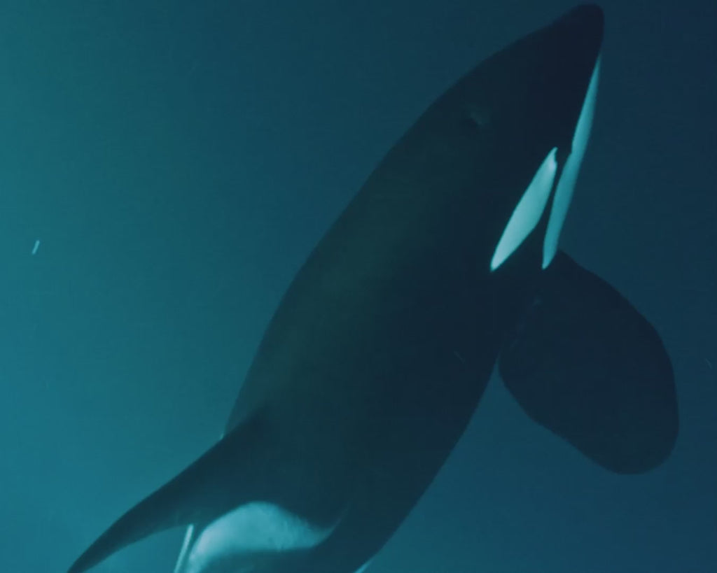 CITIZEN Promaster Diver 200mr Orca BN0230-041E|bonini-gioielli